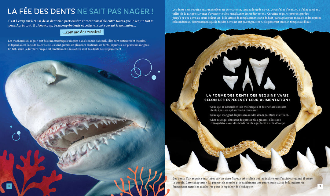 Pas si bête : Les requins