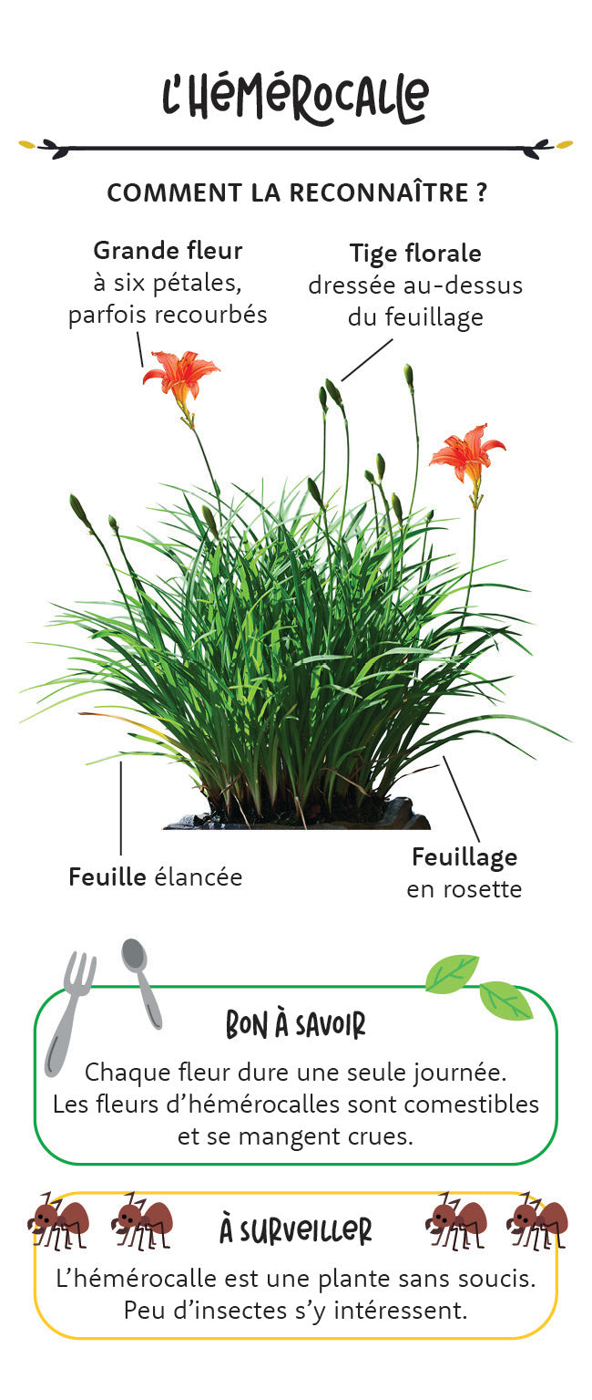 Mon coffret du petit jardinier
