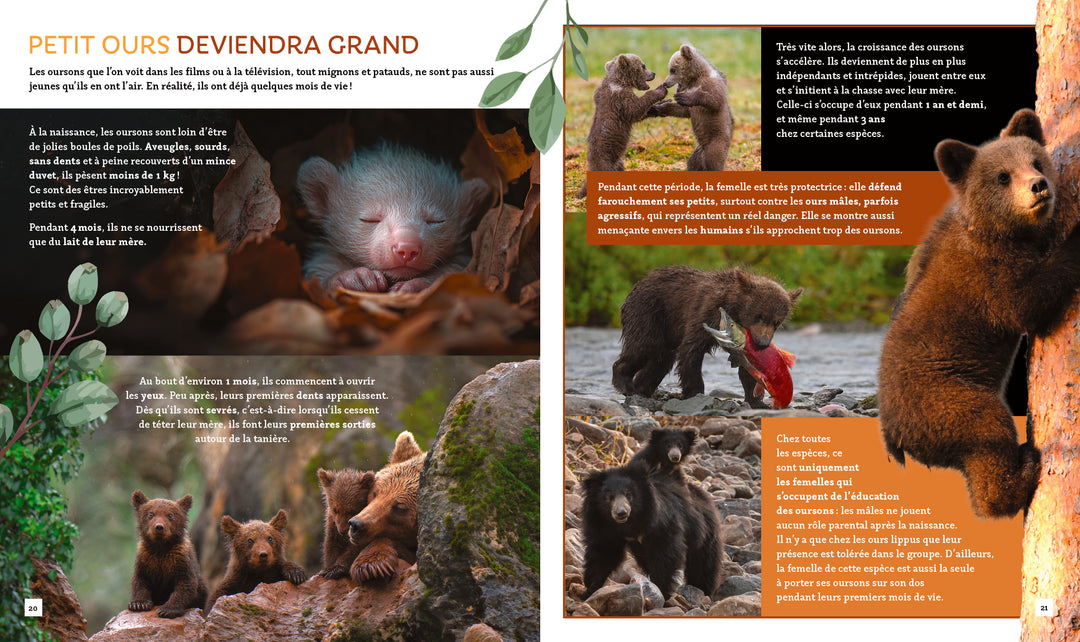 Pas si bête : Les ours
