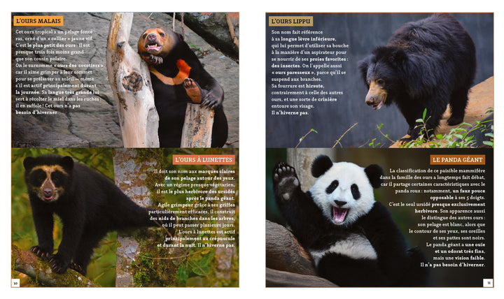 Pas si bête : Les ours
