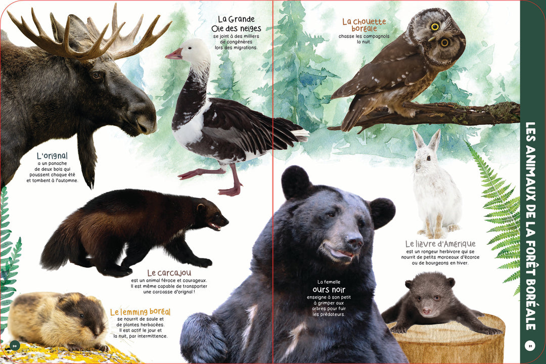 Mon premier livre des animaux
